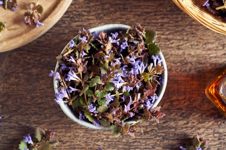 Fresh blooming ground-ivy - a wild edible plant, in a bowlの写真素材