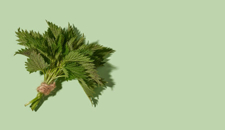Fresh young stinging nettles collected in spring on a pastel green background with copy spaceの写真素材