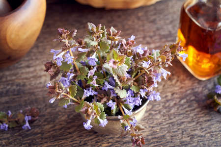Fresh blooming ground-ivy plant with a bottle of tincture in the backgroundの写真素材