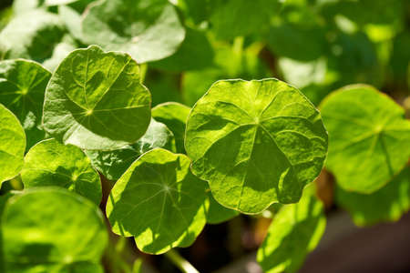 Garden nasturtium or Tropaeolum majus leaves, close upの写真素材