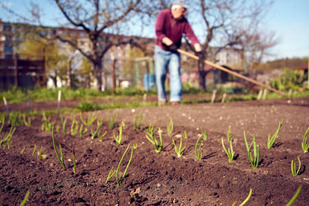 Garden bed with young onion seedlings in spring, with a man working in the background