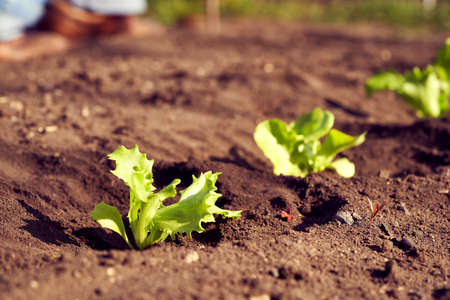 Lettuce seedlings outdoors in a garden, growing in soil