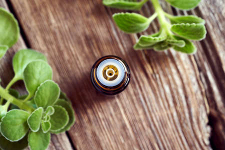 A bottle of silver spurflower tincture with fresh Plectranthus argentatus plant - natural herbal remedy against common coldの写真素材