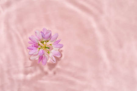 Summer concept with a flower floating in water over pastel pink background, with copy spaceの写真素材