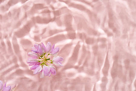Summer flower in water on pastel pink background with copy space, top view