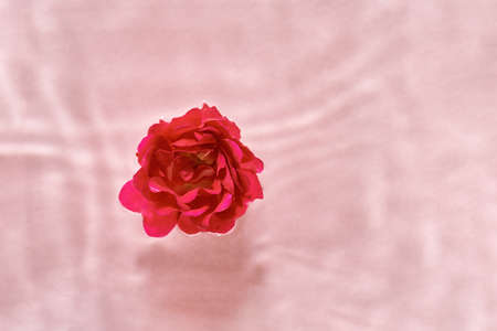 Red rose flower floating in water on pastel pink background with copy space. Summer concept.の写真素材