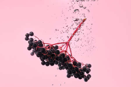 Fresh black elder berries falling into clean water on pastel pink background with bubbles - a wild edible plantの写真素材