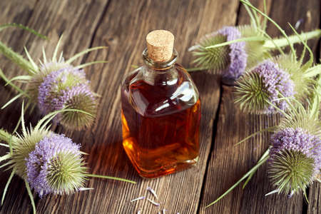 A bottle of homemade herbal tincture with wild teasel flowersの写真素材