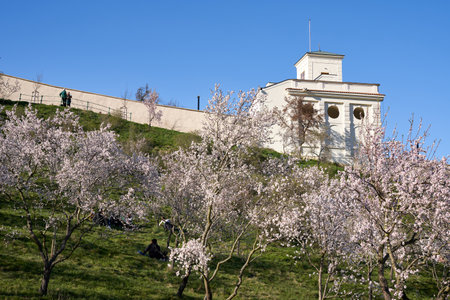 PRAGUE, CZECH REPUBLIC - APRIL 4, 2020: U.S. Embassy, with blooming almond trees in spring in the foregroundのeditorial素材