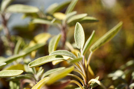 Fresh sage plant growing outdoors in sunlightの写真素材