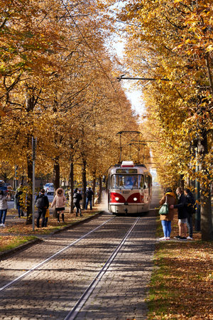 PRAGUE, CZECH REPUBLIC - OCTOBER 24, 2021: Tram under trees with yellow autumn leaves in the district of Hradcanyのeditorial素材