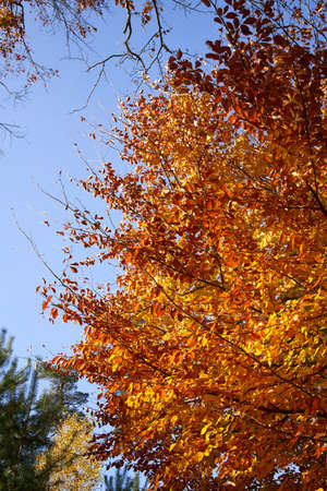 Tree with orange and yellow leaves outdoors in autumn in sunlight