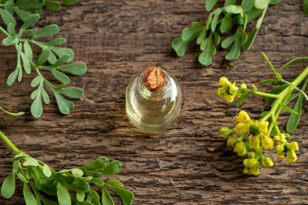 Essential oil bottle with blooming common rue, or Ruta graveolens plant on a wooden tableの写真素材