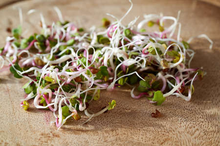 Fresh radish sprouts - healthy homegrown foodの写真素材
