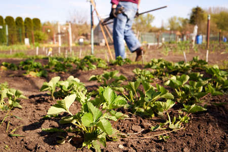 Young strawberry plants growing outdoors in a garden or allotment in spring