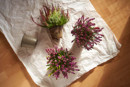 Fresh blooming heather plants are being replanted at home in autumn, top viewの写真素材