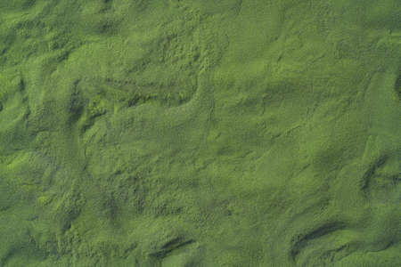 Dark green background made of chlorella algae powder, with copy spaceの写真素材