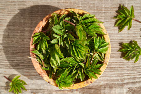 Young green ground elder or Aegopodium podagraria leaves in springの写真素材