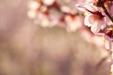 Background with blooming pink almond trees in spring with copy spaceの写真素材