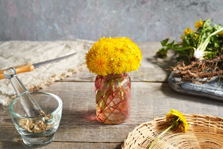 Fresh dandelion flowers in a vase in spring, with Taraxacum root and leaves in the backgroundの写真素材