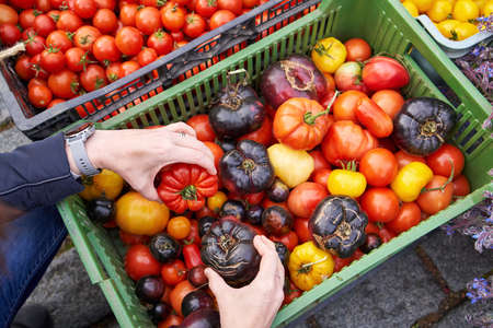 Hands of a customer selecting tomatos at the farmers market in autumn