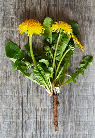 Whole dandelion plant with roots on a wooden background, top viewの写真素材