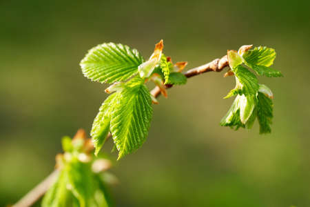 Close up of a tree branch with young green leaves in spring on a sunny day