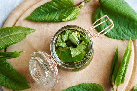 A jar filled with japanese knotweed leaves and alcohol - preparation of homemade herbal tincture