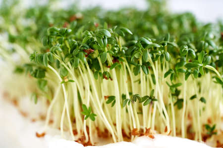 Fresh garden cress sprouts or microgreens growing in cotton woolの写真素材