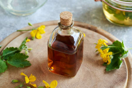 A bottle of tetterwort herbal tincture with fresh Chelidonium majus plant