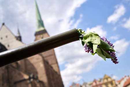 Lilac flowers sticking out of a cannon of a tank - celebration of liberation of Pilsen, Czechia by...