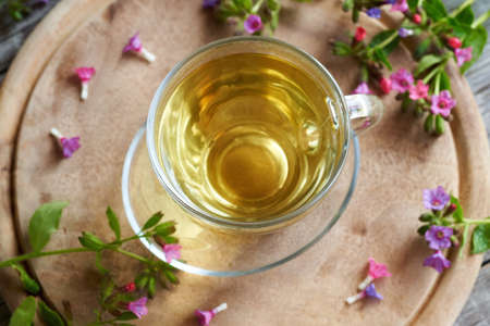 A cup of herbal tea with fresh blooming lungwort or pulmonaria plant on a table