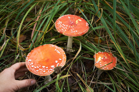 Picking red fly agaric or amanita - wild toxic mushroom used in herbal medicine