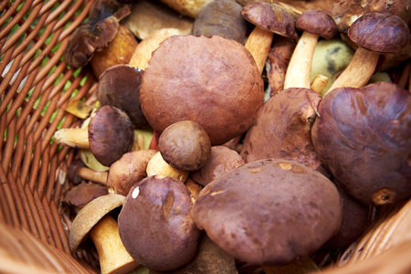 Wild edible mushrooms, mainly bay bolete, in a wicker basketの写真素材