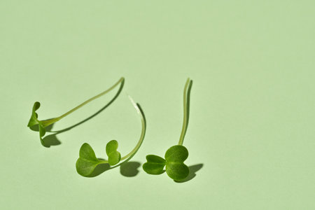 Broccoli sprouts or microgreens on bright green paper background with copy spaceの写真素材