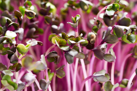 Fresh purple cabbage sprouts or microgreens, closeupの写真素材
