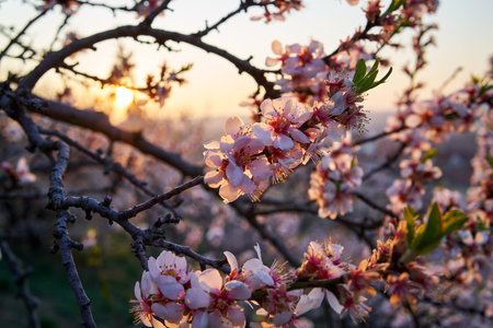 Pink almond tree branches blooming in spring sunlightの写真素材