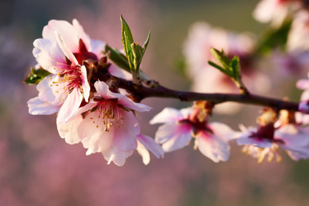 Pink almond tree blossoms in spring, close upの写真素材