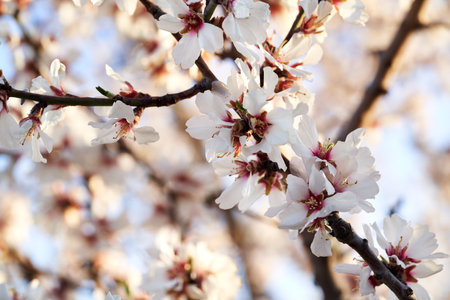 Blooming almond tree branches in springの写真素材