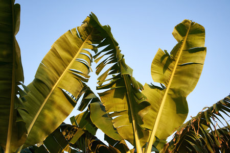 Tropical palm tree leaves against blue sky in evening sunlightの写真素材