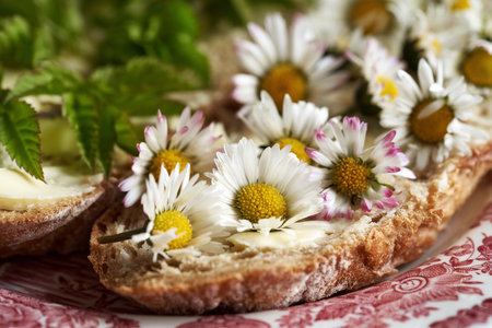 Spring wild edible plants - common daisy and goutweed, on slices of sourdough breadの写真素材