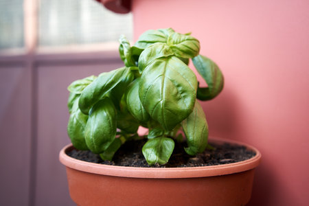 Fresh young basil plant growing outdoors in a flowerpotの写真素材