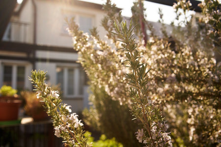 Fresh blooming rosemary plant growing outdoors in the backyardの写真素材