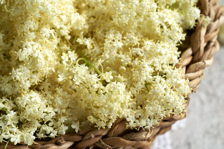 Closeup of fresh elderberry flowers in a wicker basketの写真素材