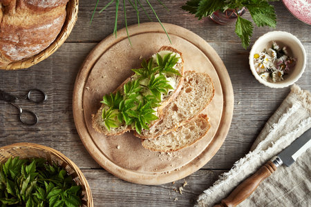 Young goutweed leaves harvested in early spring on a slice of sourdough bread, top viewの写真素材