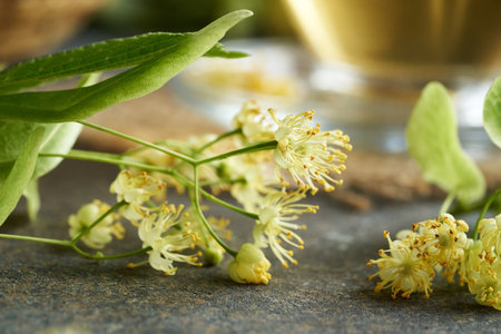 Fresh linden or Tilia cordata flowers with a cup of herbal tea in the backgroundの写真素材
