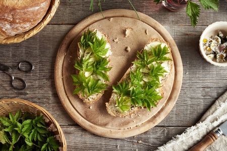 Goutweed leaves collected in early spring on two slices of sourdough breadの写真素材