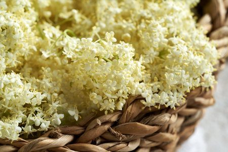 Fresh black elder flowers harvested in spring in a wicker basket, close upの写真素材