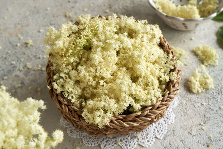 Fresh elderberry flowers in a wicker basket on a table in springの写真素材