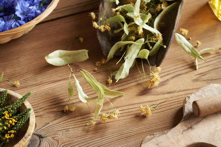 Dry linden blossoms on a table,  with fresh chicory flowers and dried agrimony in the background